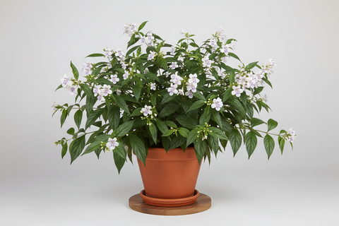 Baigaba Plant