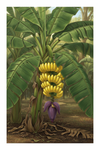 HYBRID BANANA