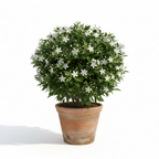 KAMINI (MURRAYA PANICULATA)