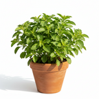 TULSI COMBO