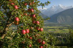 HRM 99 APPLE GRAFTED