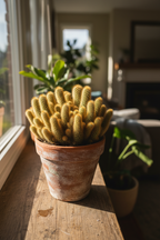 LADY FINGER CACTUS (MAMMILLARIA ELONGATA)