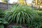 Bichetii Spider Plant