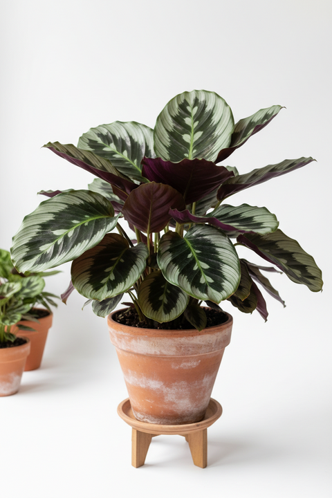 Calatheas