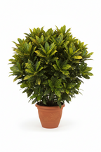 Gold Dust Croton Plant