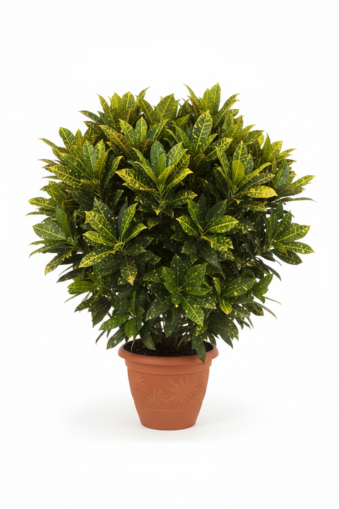 Gold Dust Croton Plant