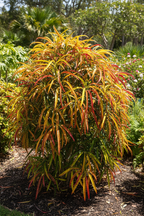 Thin Leaves Croton Plant