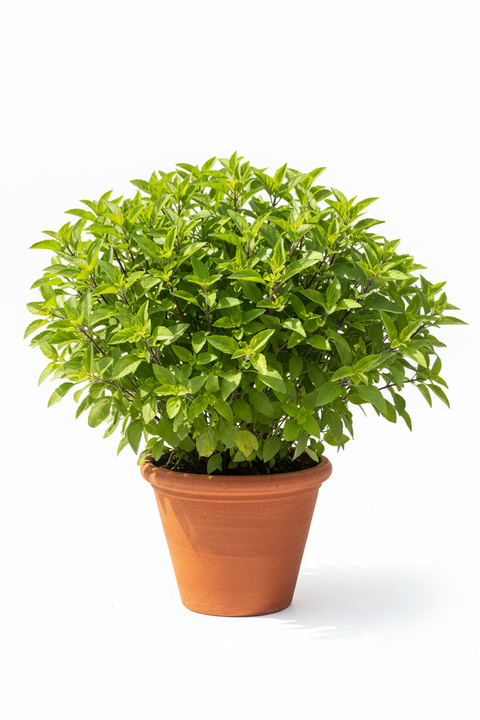 Kala Tulasi Plant
