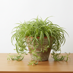 VERICATED SPIDER PLANT