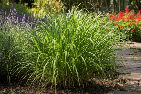 Lemongrass plant