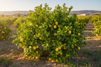 HYBRID LEMON