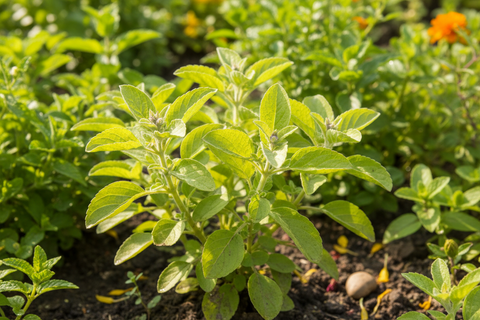 Lemon Tulasi Plant