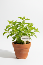 TULSI COMBO