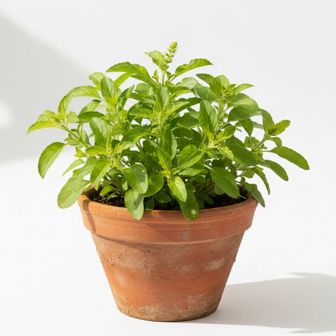 Lemon Tulasi Plant