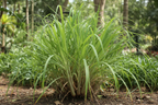 Lemongrass plant