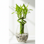 NAVAGRAHA PLANET INDOOR  COMBO