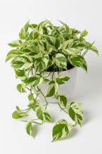 Marble Money Plant (Epipremnum aureum ‘Marble Queen’)