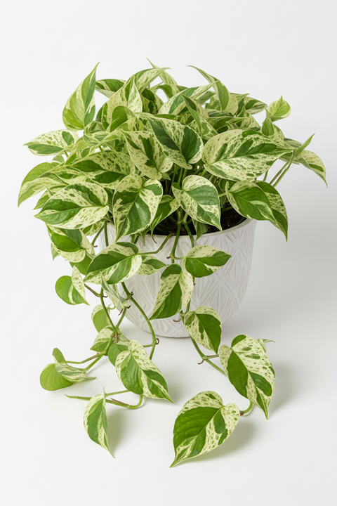 Marble Money Plant (Epipremnum aureum ‘Marble Queen’)