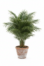 HYBRID COCONUT