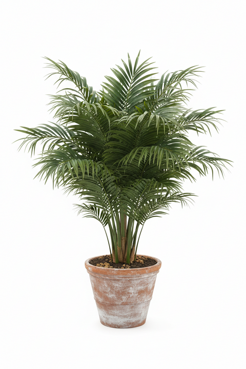 HYBRID COCONUT