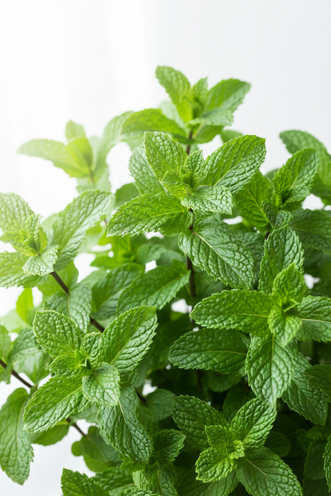 Podina Plant