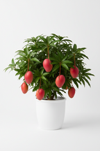 MIYAZAKI MANGO(HYBRID)