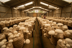 Milky Mushroom Seeds