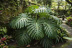 MONSTERA PLANT