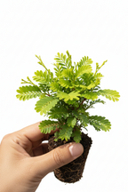 MORPANKHI (THUJA ORIENTALIS)