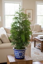 MORPANKHI (THUJA ORIENTALIS)