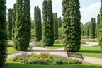 MORPANKHI (THUJA ORIENTALIS)