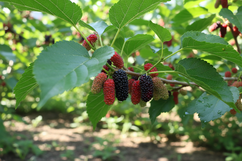 MULBERRY