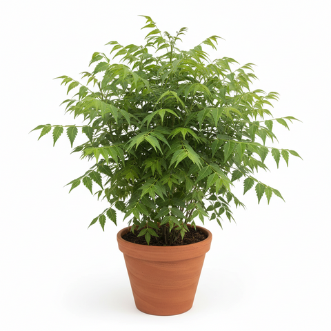 Bhuin Neem Plant