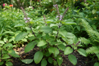 Haridwar Tulsi Plant