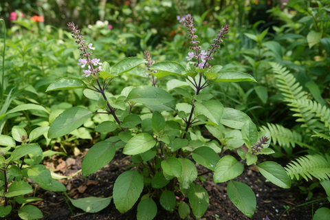 Haridwar Tulsi Plant