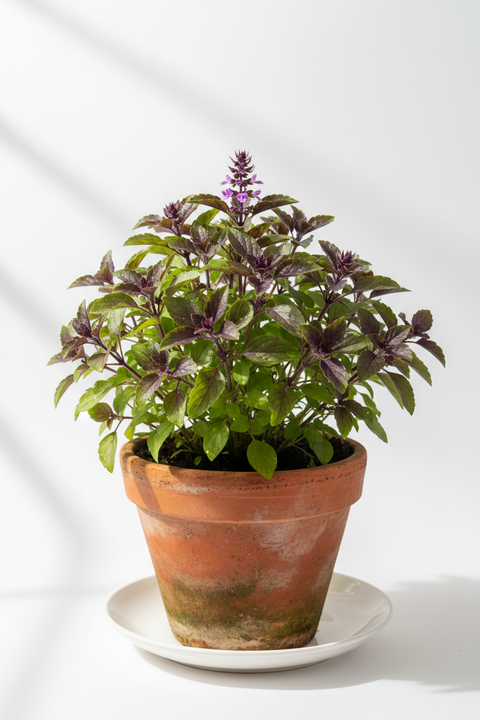 Haridwar Tulsi Plant