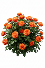 INDIAN ROSE PLANT