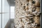 Oyster Mushrooms Seeds