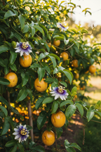 IMPORTED PASSION FRUIT