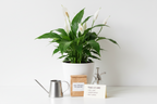 Peace Lily