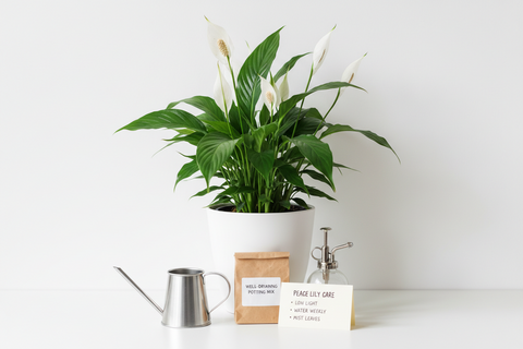 Peace Lily