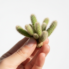 PEANUT CACTUS (ECHINOPSIS CHAMAECEREUS)