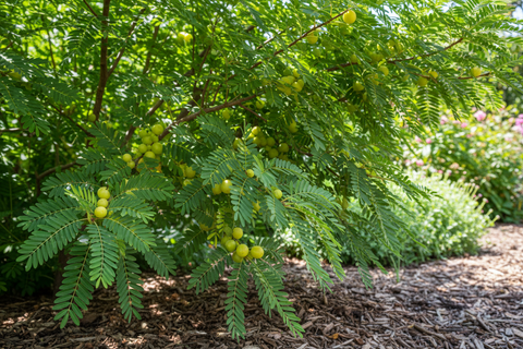 Badi Amla Plant