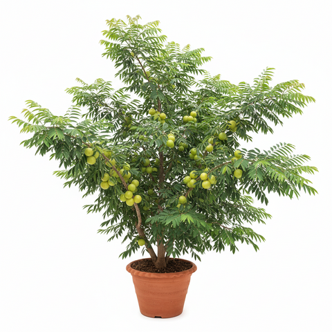 Badi Amla Plant