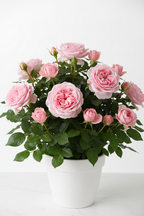 HYBRID IMPORTED ROSE