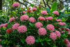 West Indian Jasmine