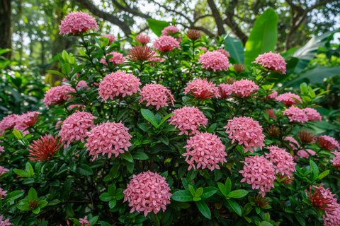 West Indian Jasmine