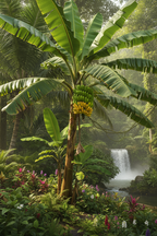 Banana Palm