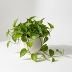 POTHOS MONEY PLANT