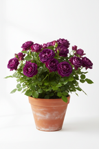HYBRID PURPLE ROSE
